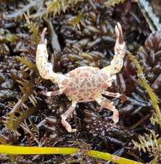 Lophopanopeus leucomanus