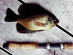 Centrarchus macropterus