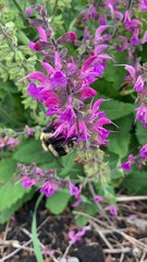 Bombus rufocinctus