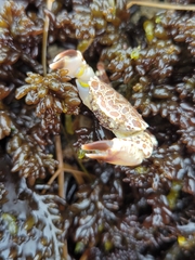 Lophopanopeus leucomanus