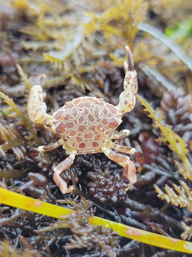 knobkneed crestleg crab