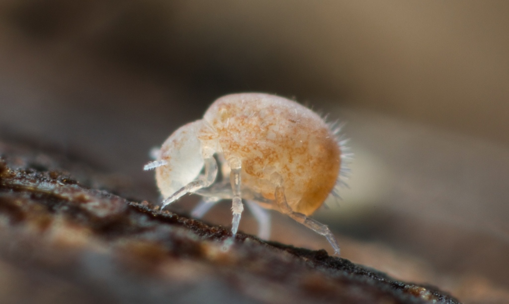 Neelus murinus