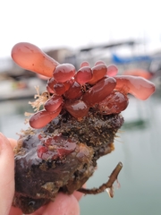 Botryocladia pseudodichotoma