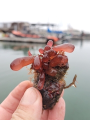 Botryocladia pseudodichotoma