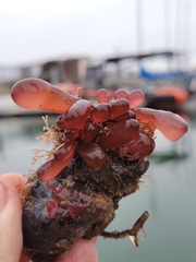 Botryocladia pseudodichotoma