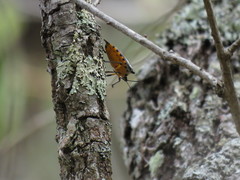 Ramosiana insignis