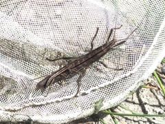 Anisomorpha ferruginea