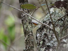Ramosiana insignis