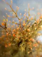 Eudendrium californicum