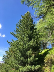 Pinus cembra