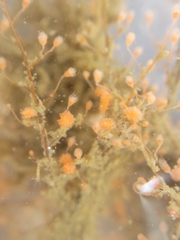 Eudendrium californicum