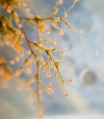 Eudendrium californicum