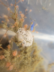 Eudendrium californicum