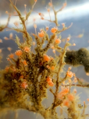 Eudendrium californicum