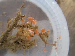 Eudendrium californicum