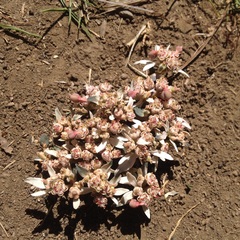 Euphorbia radians
