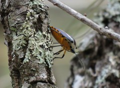 Ramosiana insignis