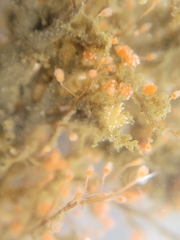 Eudendrium californicum