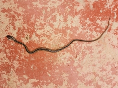 Coniophanes schmidti