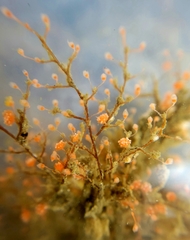 Eudendrium californicum