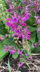 Bombus rufocinctus