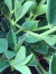 Indigofera dimidiata