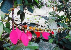 Warszewiczia coccinea