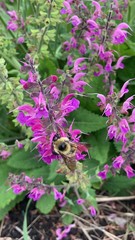 Bombus rufocinctus