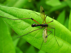 Dictenidia bimaculata