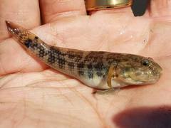 Bathygobius soporator