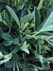 Indigofera dimidiata