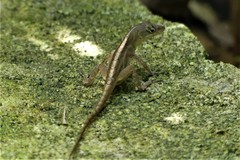 Anolis sagrei