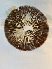 Basidiomycota