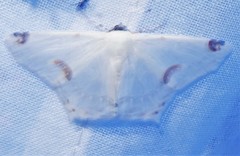 Sericoptera