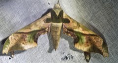 Adhemarius dariensis