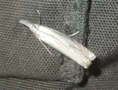 Crambus uliginosellus