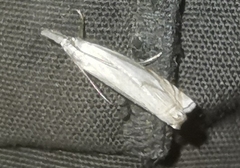 Crambus uliginosellus