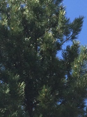 Pinus cembra