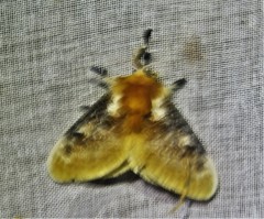 Megalopyge dyari