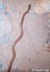 Macroprotodon brevis