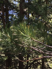 Pinus cembra