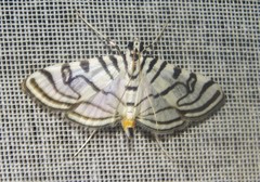Conchylodes ovulalis
