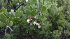 Arctostaphylos bakeri bakeri