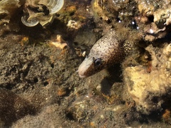 Muraena lentiginosa