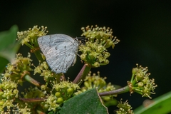 Ostrinotes sophocles