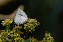 Ostrinotes sophocles