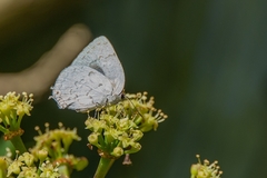 Ostrinotes sophocles
