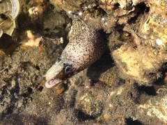 Muraena lentiginosa