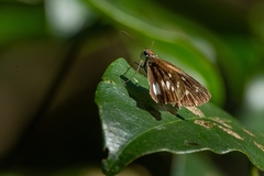 Vettius diversa