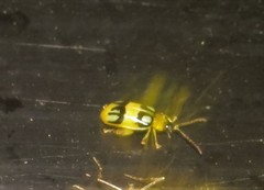 Walterianella biarcuata